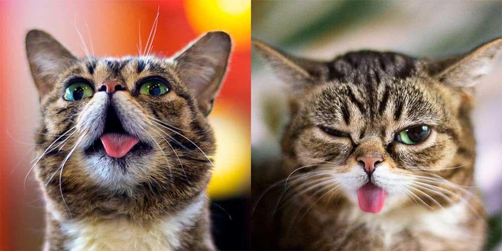 The Cutest Cats On Instagram!