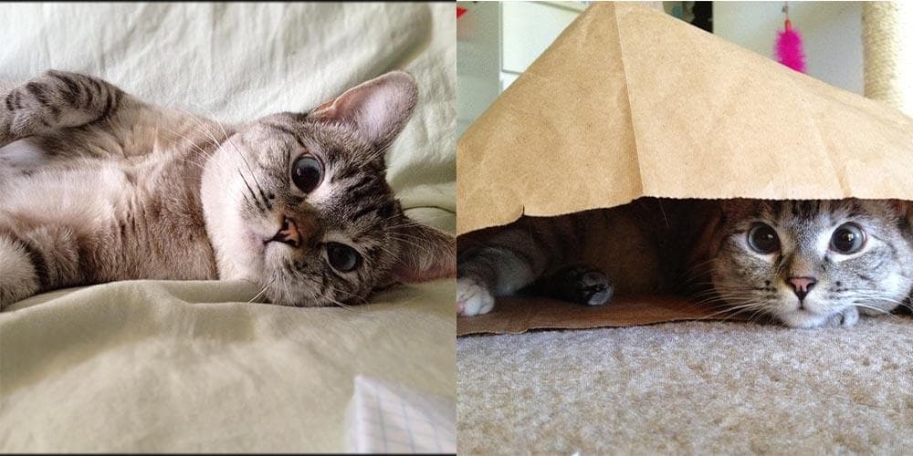 The Cutest Cats On Instagram!