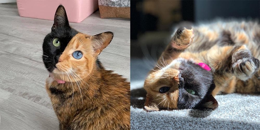 The cutest cats on instagram!
