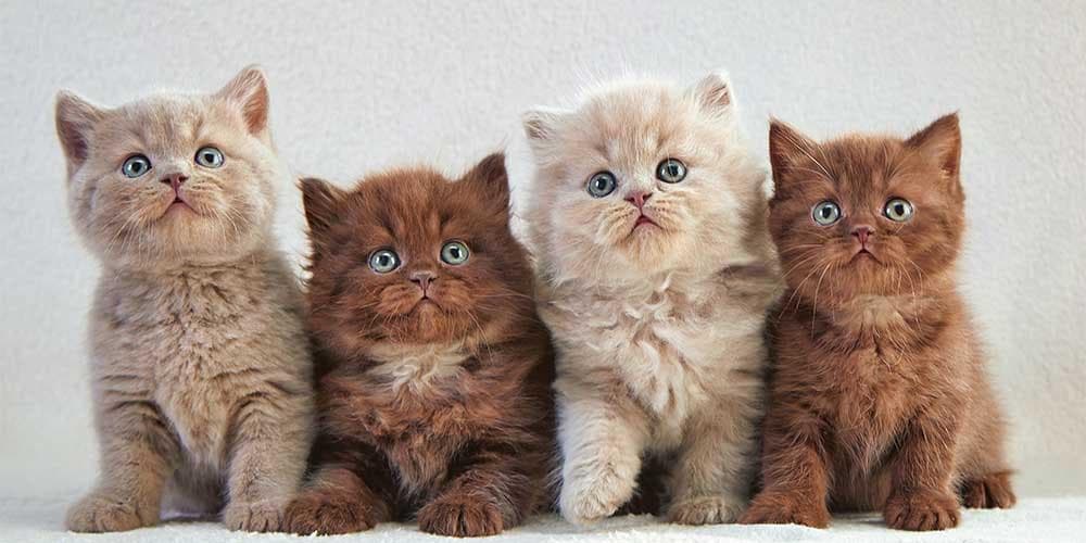 The cutest cats on instagram!