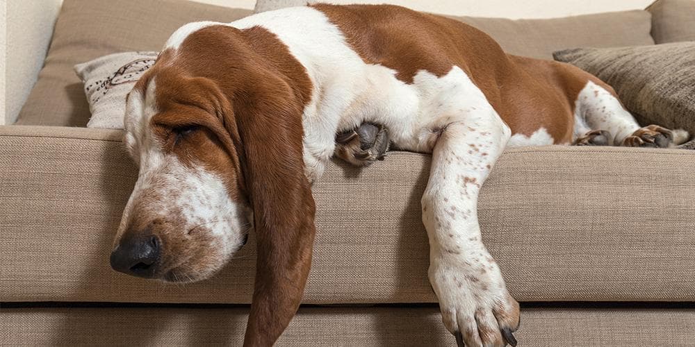 Bassett hound on sofa