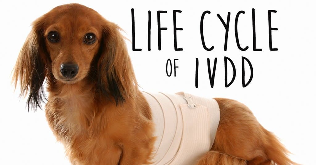 Life cycle of ivdd
