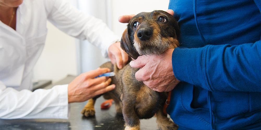 Dachshund at Vet for IVDD