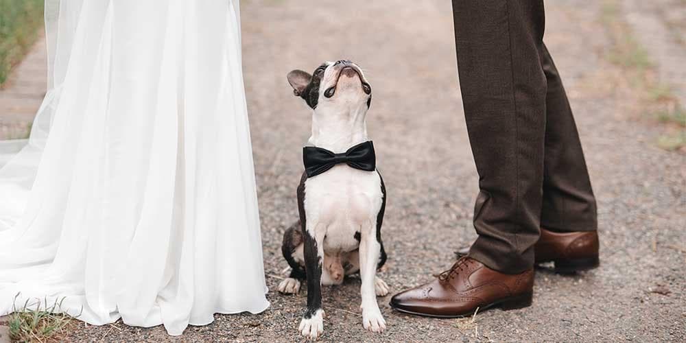 How to feature your dog in your wedding: 3 ideas for the pawfect day!