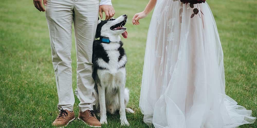 How to feature your dog in your wedding: 3 ideas for the pawfect day!