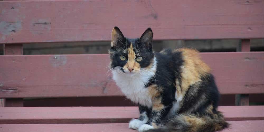 American wirehair rare cat