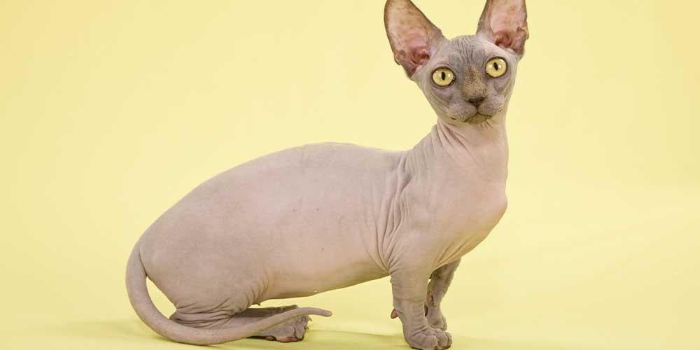 Minskin Rare Cat