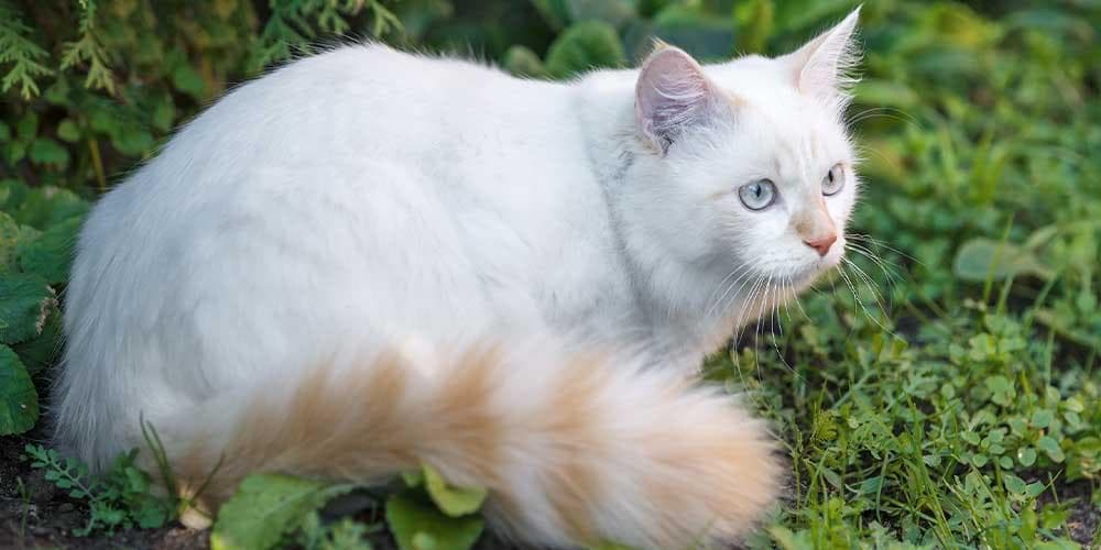 Turkish van rare cat