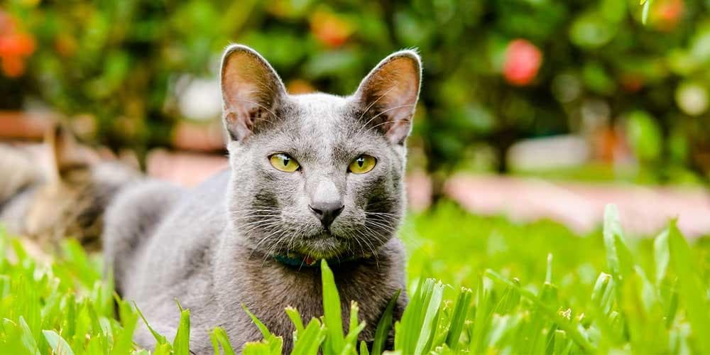 Korat Rare Cat