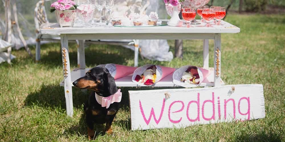 How to feature your doxie in your wedding: 3 ideas for the pawfect day!