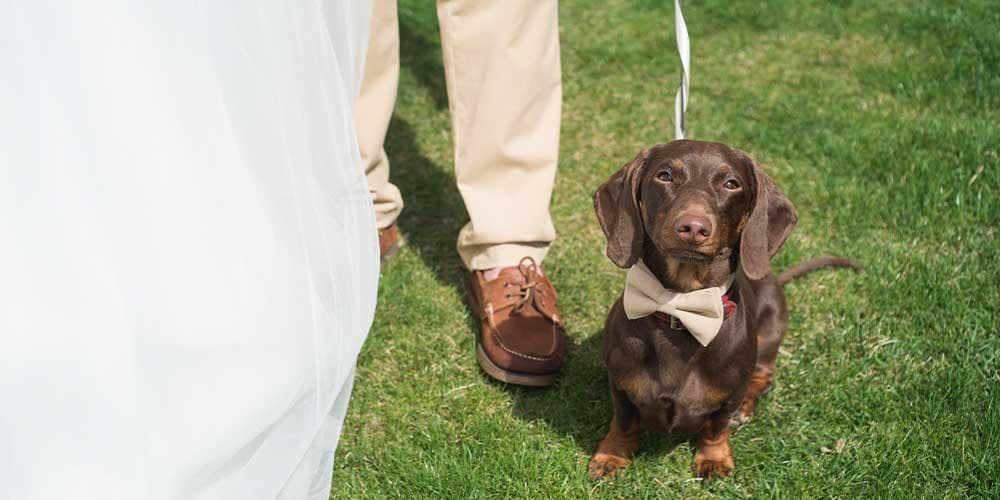 How to feature your doxie in your wedding: 3 ideas for the pawfect day!