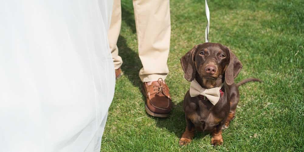 How to Feature Your Doxie in Your Wedding: 3 Ideas for the Pawfect Day!