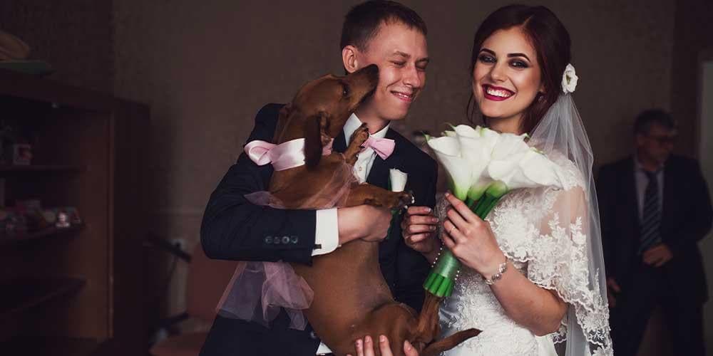 How to feature your doxie in your wedding: 3 ideas for the pawfect day!