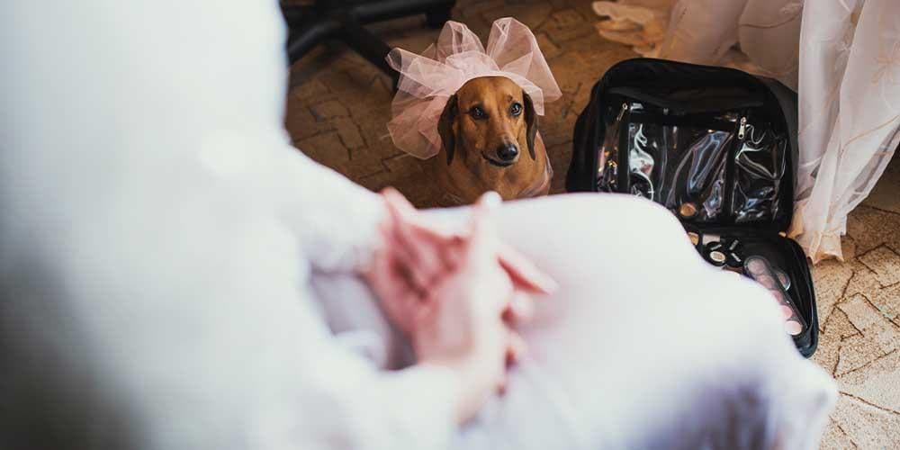 How to Feature Your Doxie in Your Wedding: 3 Ideas for the Pawfect Day!