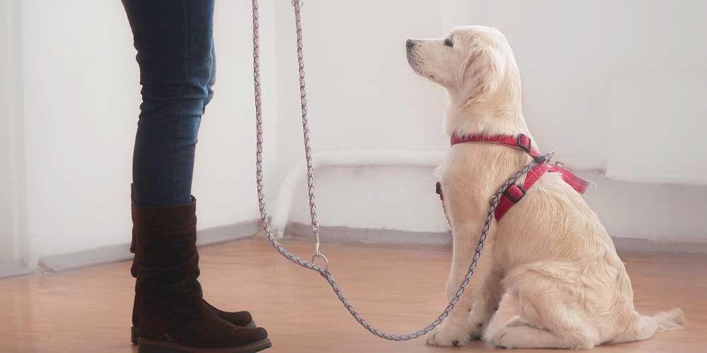 Dog training 101: sit, down, and stay!