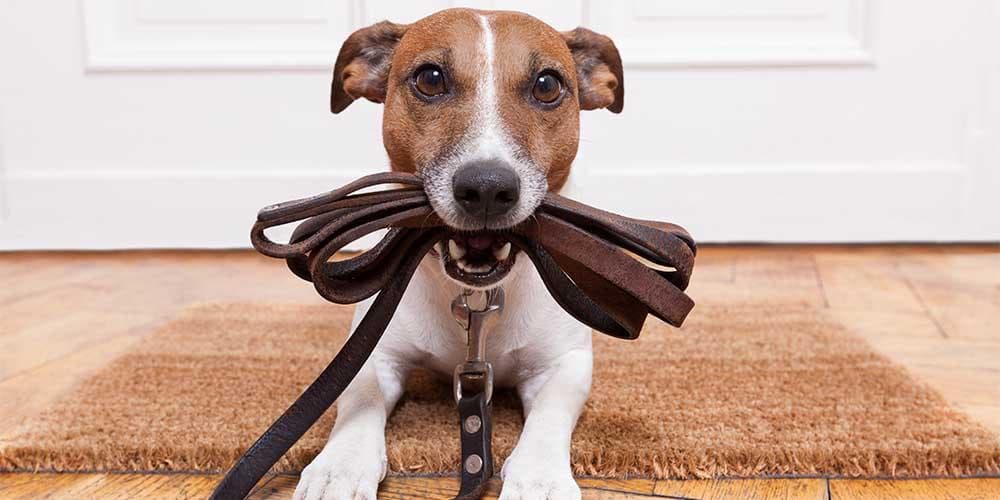 Dog training 101: sit, down, and stay!