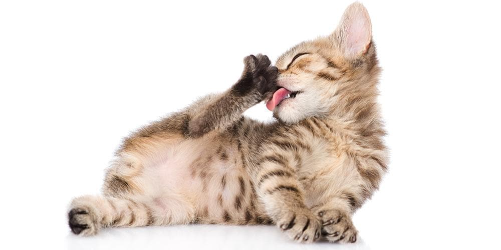 Why cats make the best pets