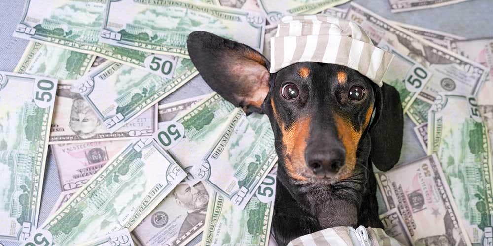 Is owning a dachshund expensive?