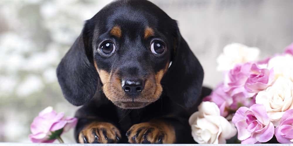 Is owning a dachshund expensive?