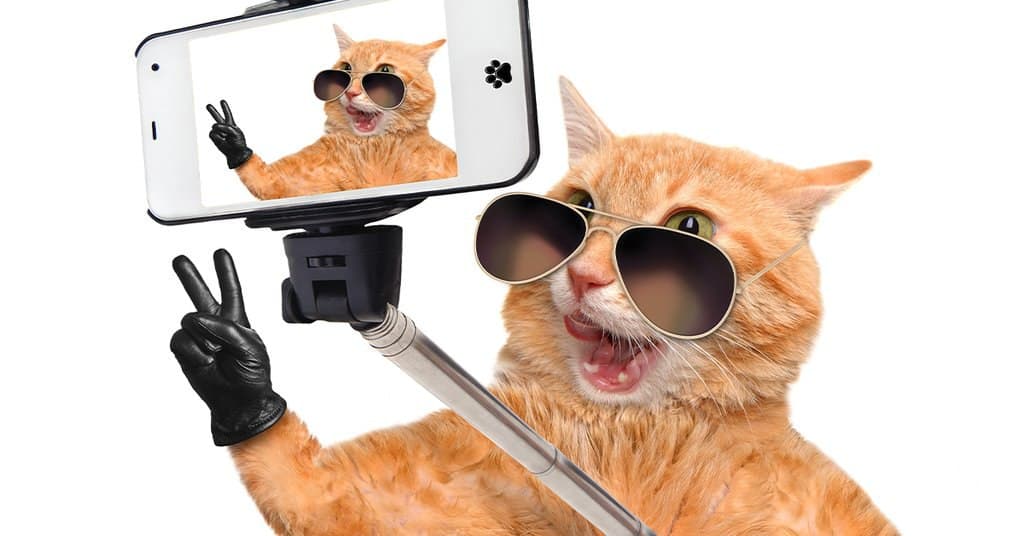 How to make your cat a social media star