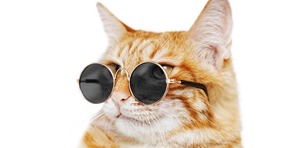 How to turn your cat into a social media icon