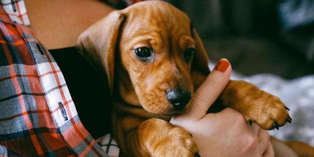 Does your Dachshund Disobey You? YOU Might Be the Problem