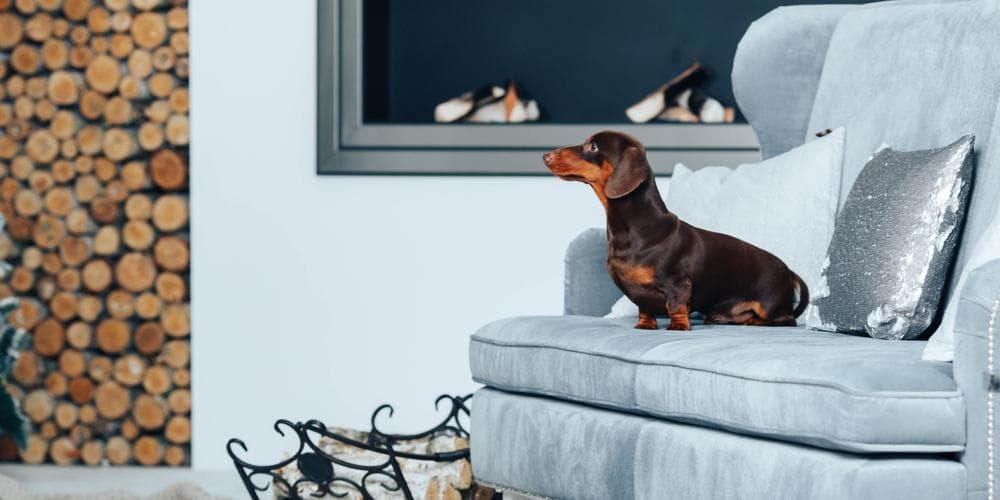 Does your Dachshund Disobey You? YOU Might Be the Problem