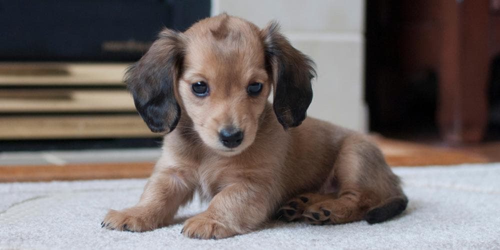 Does your dachshund disobey you? You might be the problem