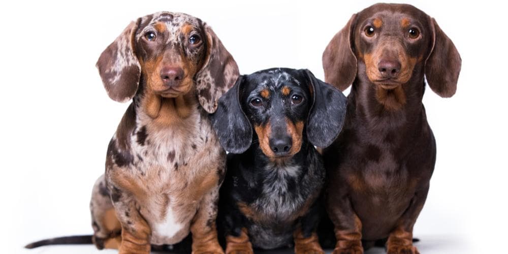 Does your dachshund disobey you? You might be the problem