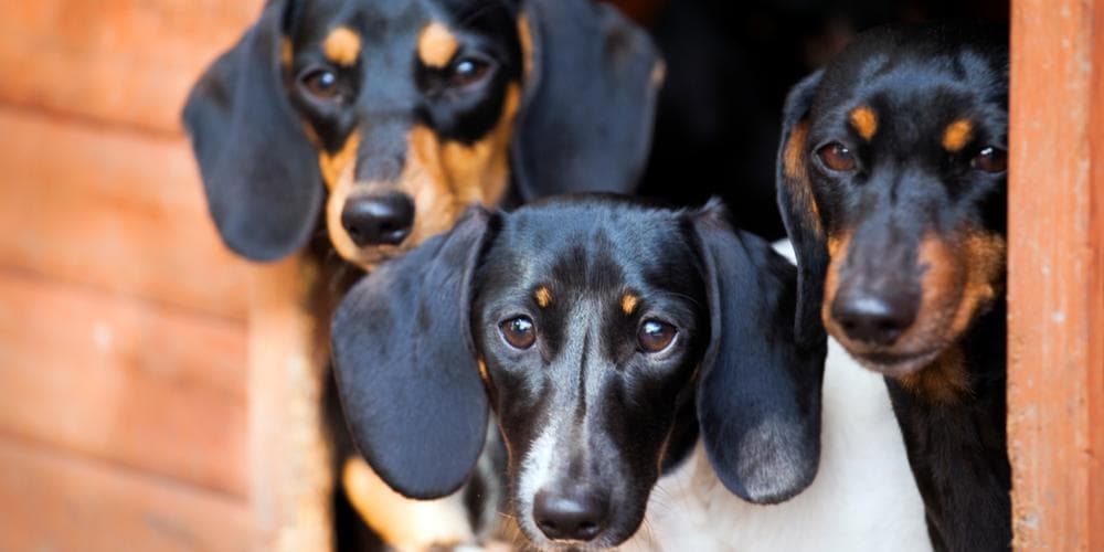 Does your Dachshund Disobey You? YOU Might Be the Problem