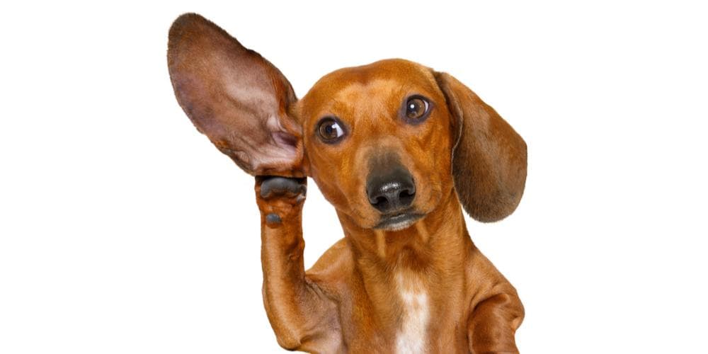 dachshund ear wax