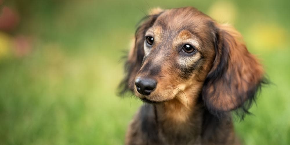 How to clean your dog's ears and avoid infections