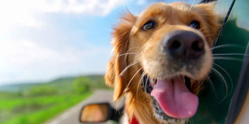 Happy healthy canines can make for happy, healthy humans