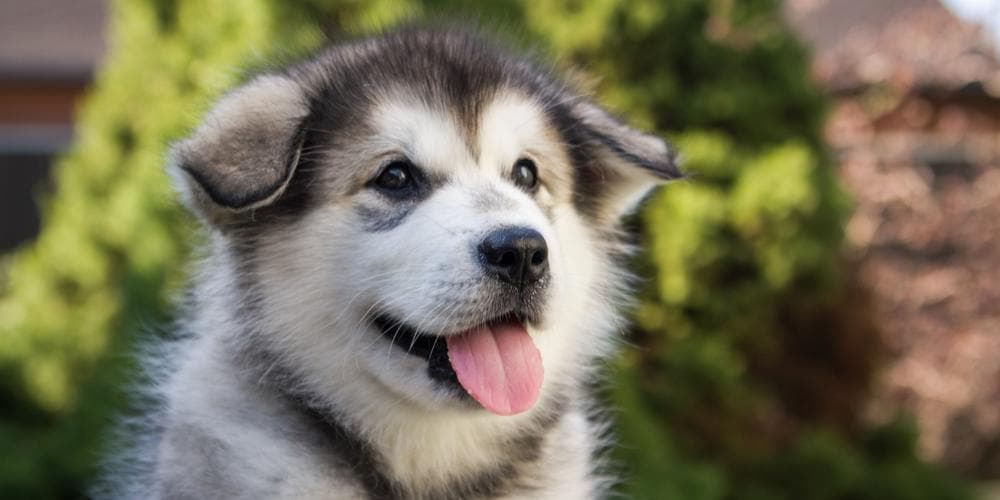 Happy Healthy Canines Can Make for Happy, Healthy Humans