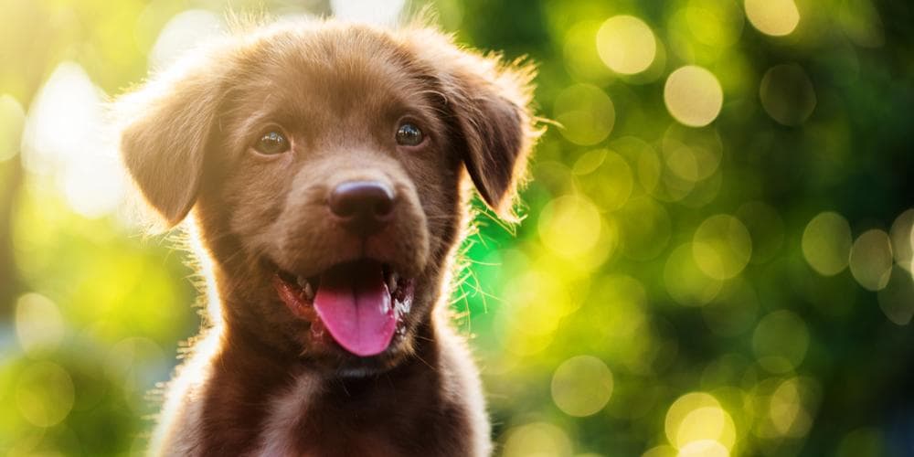 Happy healthy canines can make for happy, healthy humans