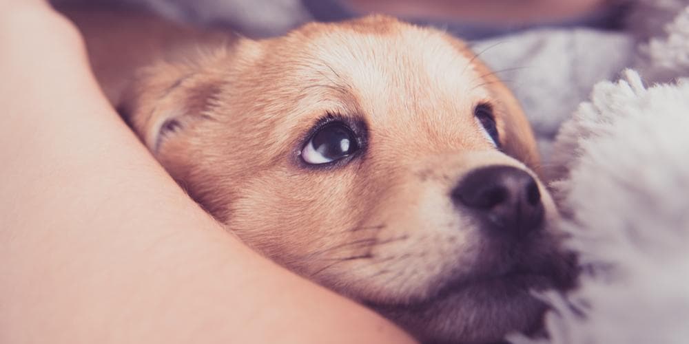 Happy Healthy Canines Can Make for Happy, Healthy Humans