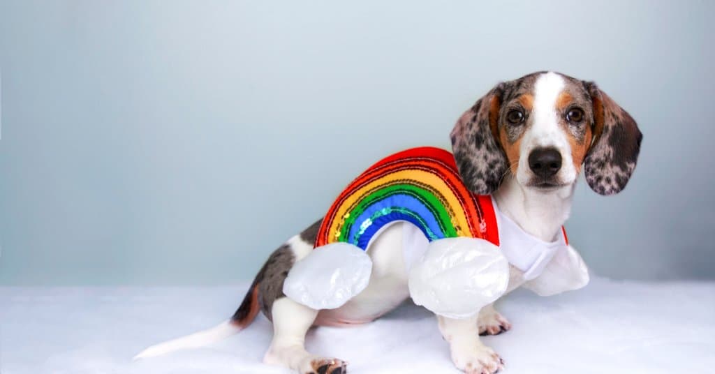 Best dachshund halloween costumes