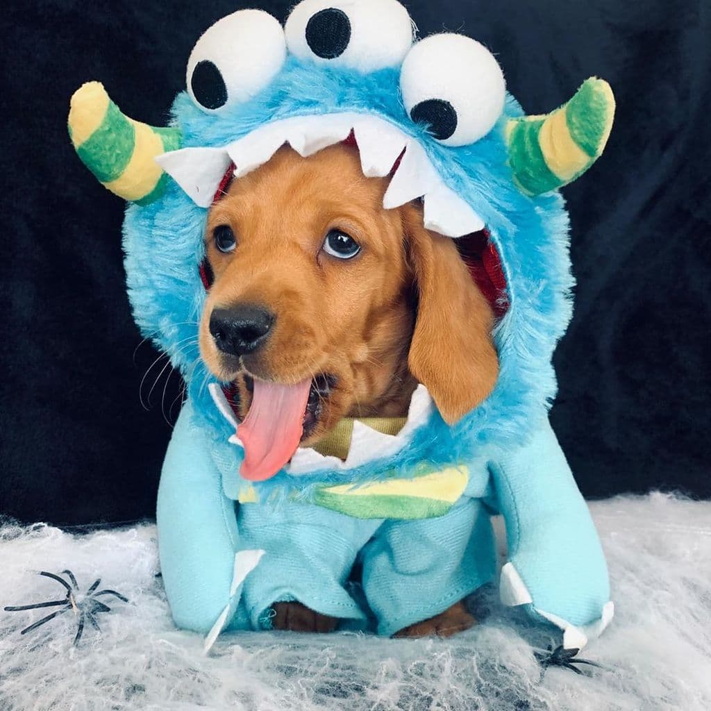 Dog Halloween Dachshund Doxie