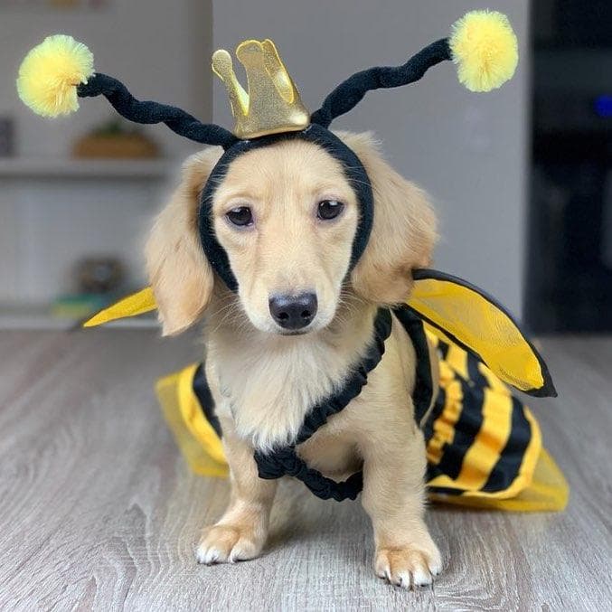 Halloween dog dachshund