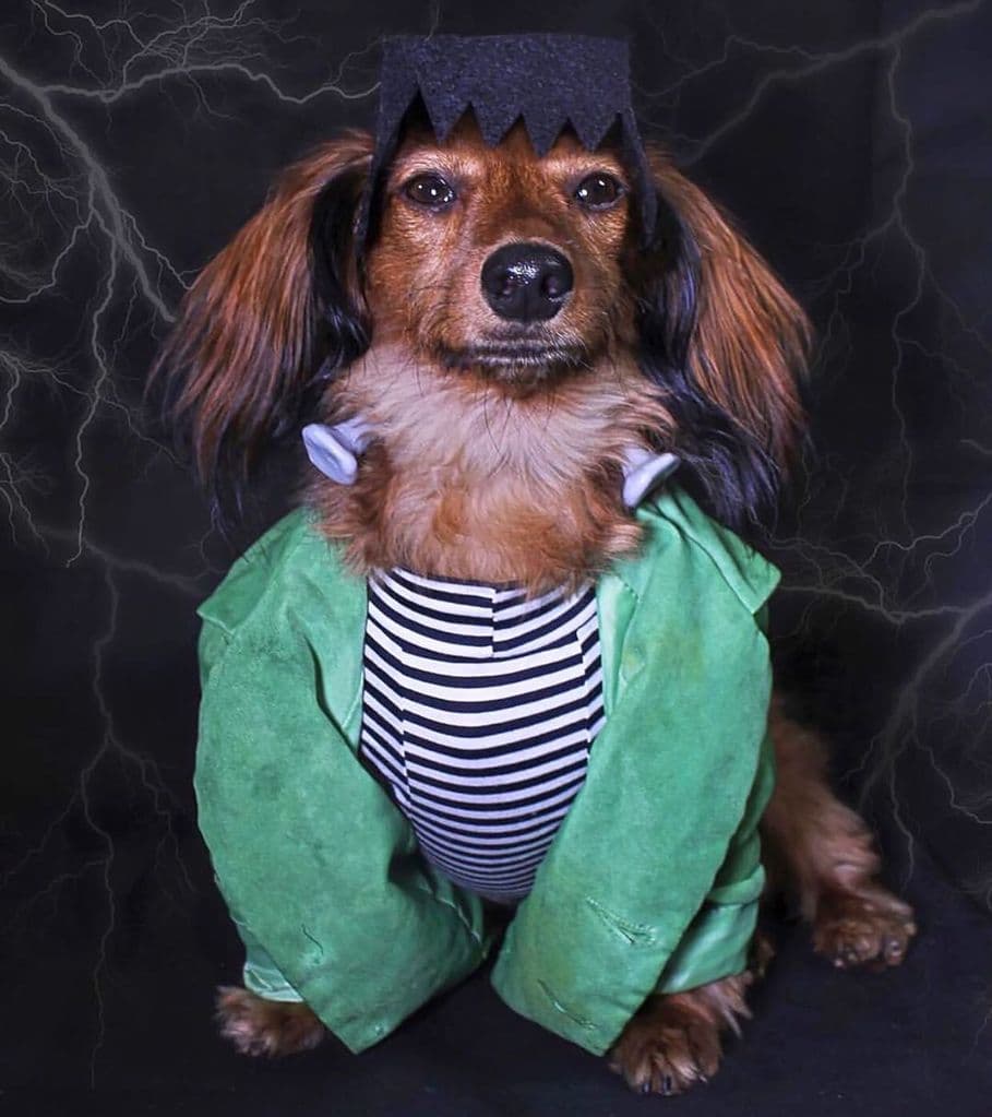 Dog Halloween Dachshund Doxie