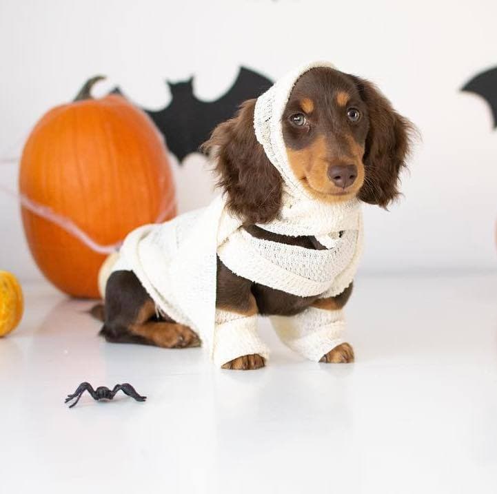 Dog halloween dachshund