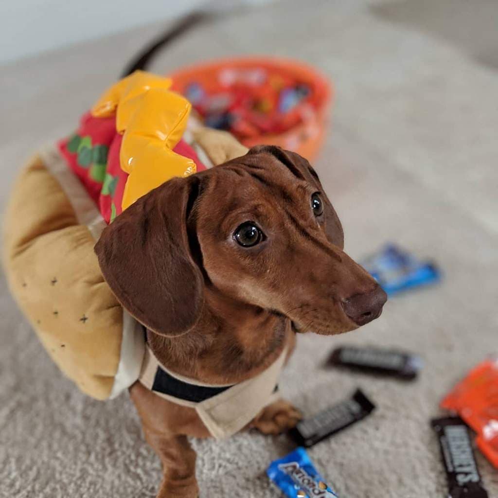 sausage dog bun outfit