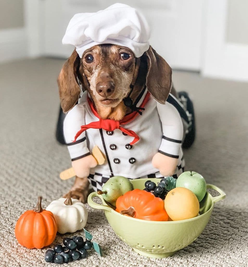 Dog halloween dachshund doxie