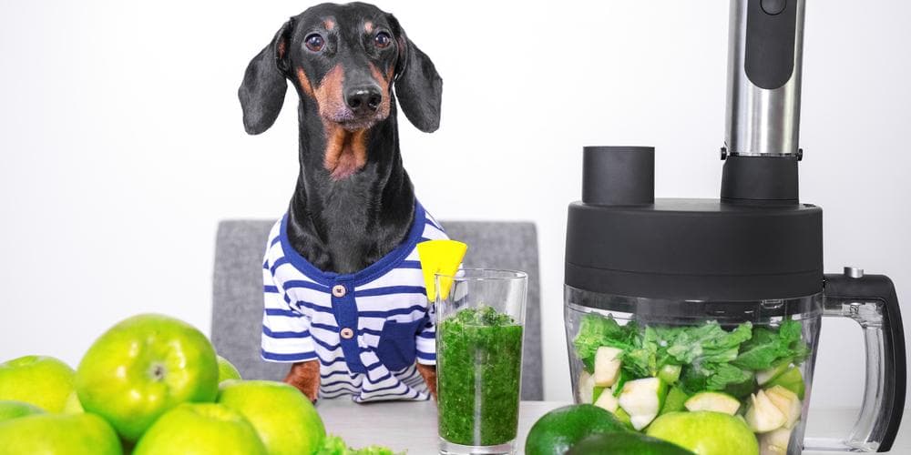 Dachshund Vegan Vegetarian Diet