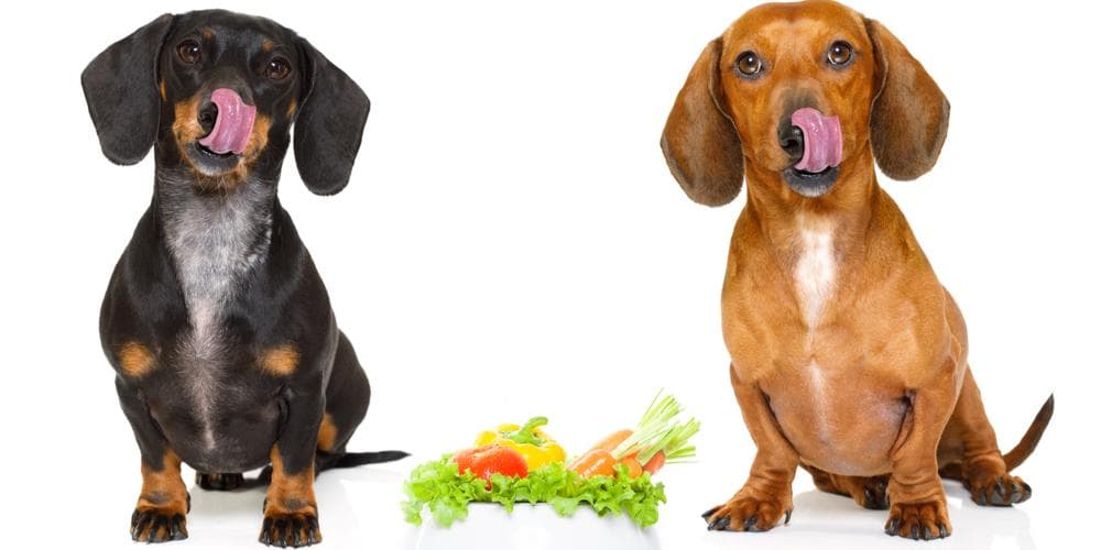 Dachshund Vegan Vegetarian Diet