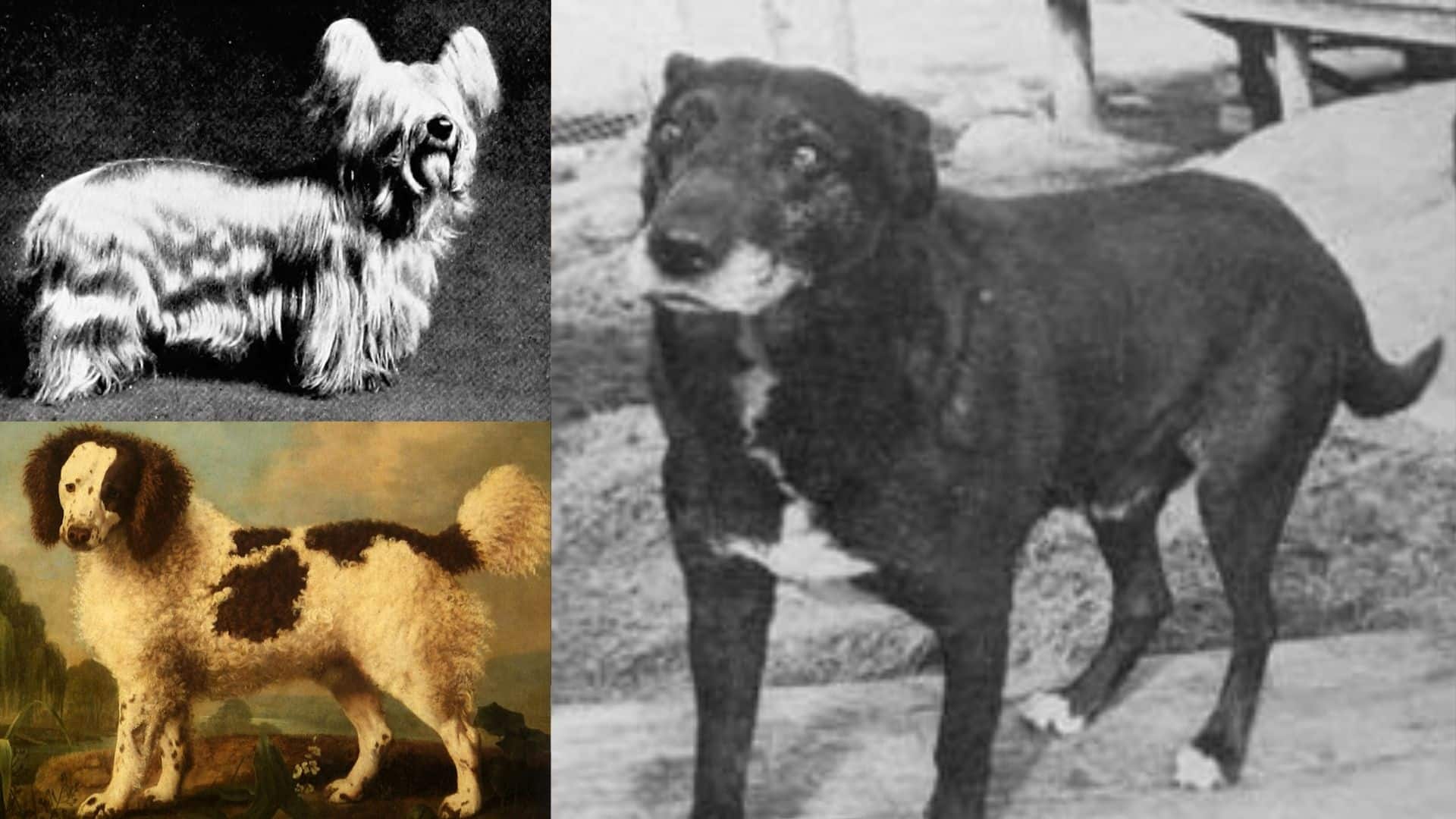 pics Old English Bulldog Extinct 10 dog breeds that are now extinct