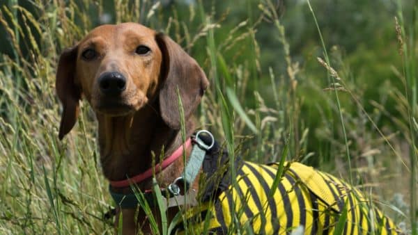 Can Dachshunds Be Service Dogs_ (3)