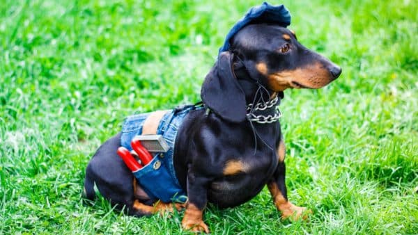 Can Dachshunds Be Service Dogs_