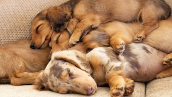 Why Do Dachshunds Sleep So Much