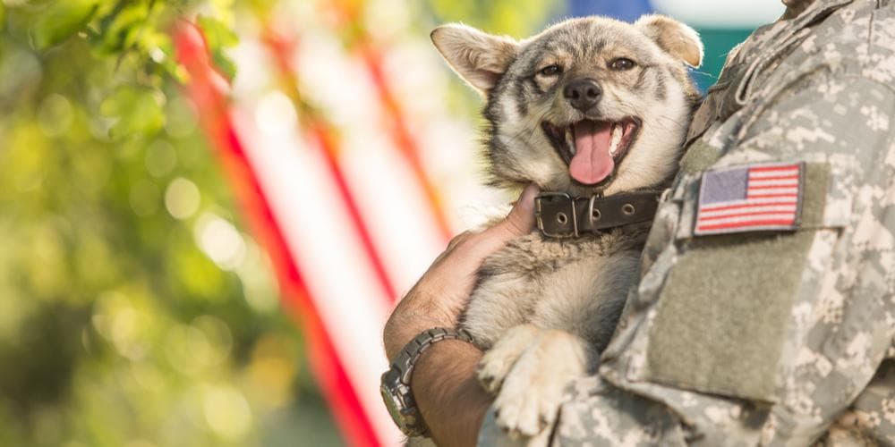How Dogs Can Help Combat Veterans